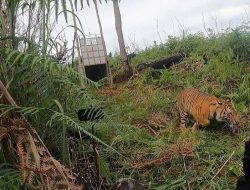 Harimau Dilepasliarkan BSKDA Aceh di Hutan Gayo Lues