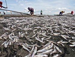 Koperasi Binaan KKP Produksi Ikan Kaleng dengan Citarasa Nusantara
