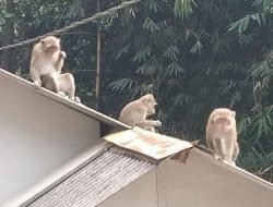 Sekawanan Monyet Serbu Pemukiman Warga Desa Cigadog