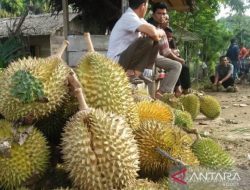 Masyarakat Pulau Simeulue-Aceh Dibantu Kementan Ribuan Bibit Durian