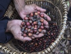 Festival Kopi Robusta Digelar Lagi di Sumba-NTT