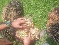 Respons Manajer PTPN III Kebun Bandar Selamat Soal Panen Sawit Mentah