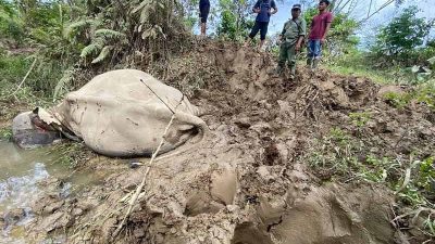 Gajah Jinak CRU Aceh Timur Mati Diserang Kawanan Gajah Liar