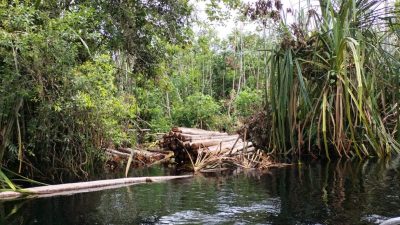 BBKSDA Riau: Lokasi Warga Tewas Diterkam Harimau Habitat Satwa Liar