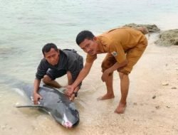 Warga Pantai Tanjung Panto Digegerkan Penemuan Lumba-lumba Terdampar