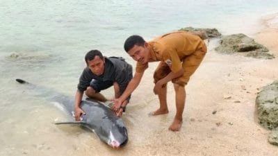 Warga Pantai Tanjung Panto Digegerkan Penemuan Lumba-lumba Terdampar