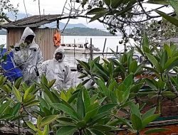 Ulat Bulu Serbu Permukiman Desa Jagoh-Lingga, Kepri