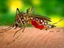 Waspada dan Kenali Tanda Bahaya Infeksi Dengue pada Anak