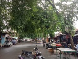 UPTD PJJ Wilayah Lebak Surati DLH Akan Lakukan Pemangkasan Pohon