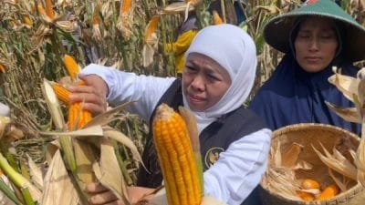 Gubernur Jatim, Khofifah Indar Parawansa, saat panen raya jagung di Jalan Industri Utara Taman Wengker, Kecamatan Babadan, Kabupaten Ponorogo, Jumat (3/3/2023).