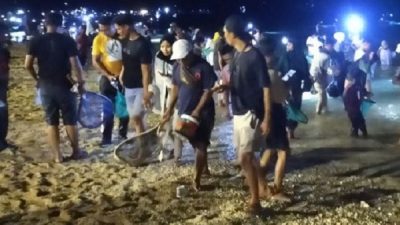 Warga tumpah ruah menangkap nyale atau cacing laut di Pantai Senggigi, Lombok Barat, NTB, Sabtu (11/3/2023) malam