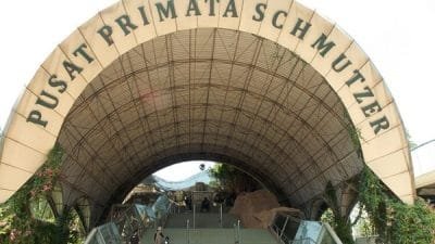 Pusat Primata Schmutzer di Kebun Binatang Ragunan