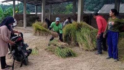 Pasar Damen Kelurahan Plaosan, Kecamatan Plaosan, Kabupaten Magetan, Jawa Timur, lokasi jual jerami untuk pakan ternak sapi (Foto:DNY)