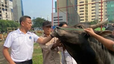 Pemkot Jaksel Pastikan Hewan Kurban Sehat Miliki “Barcode”
