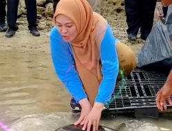 Bupati Irna Lepas Empat Induk Penyu di Pantai Tanjung Lesung