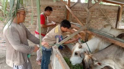 Pemkab Asahan Kurban