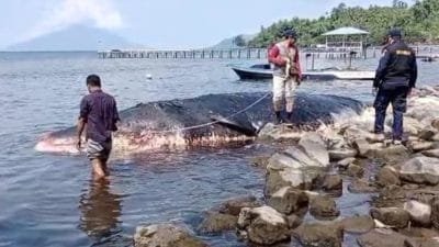 Ikan Paus Mati di Pantai Tidore, BKSDA Ternate Lakukan Penyelidikan