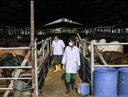 Dinas KPKP DKI Pastikan Seluruh Hewan Korban Aman Dikonsumsi