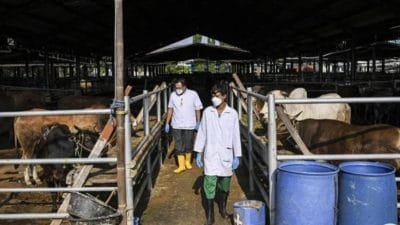 Dinas KPKP DKI Pastikan Seluruh Hewan Korban Aman Dikonsumsi