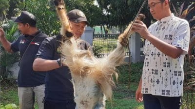 Kajari Jaktim Dwi Antoro Pimpin Penyembelihan Hewan Kurban