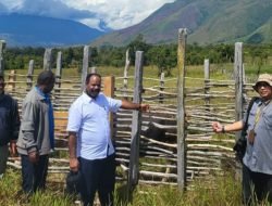 Umat Islam di Papua Pegunungan Disumbang Presiden Sapi Kurban