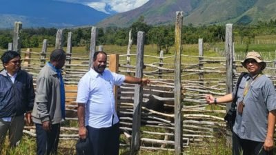 Umat Islam di Papua Pegunungan Disumbang Presiden Sapi Kurban