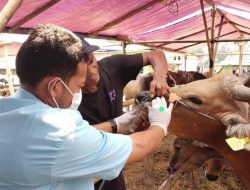 Sudin KPKP Lakukan Pemeriksaan Hewan Kurban di Cakung dan Duren Sawit