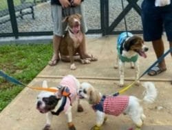 Dinas KPKP DKI Tingkatkan Cakupan Vaksinasi Rabies Anjing dan Kucing