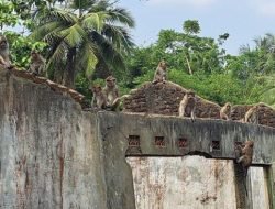 Musim Kemarau, Ratusan Monyet Turun ke Pemukiman Cikakak