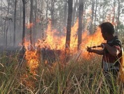 Kawasan Hutan Jati di RPH Cepukan KPH Ngawi Terbakar