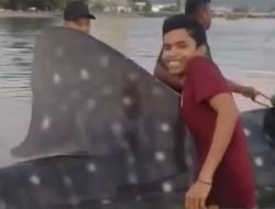 Ikan Hiu Tutul Raksasa Terperangkap Jala Nelayan di Aceh Besar