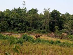 Ketimbang Dirusak Gajah Liar, Petani di Aceh Percepat Panen Padi