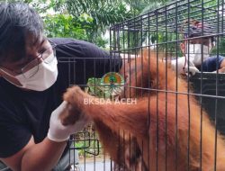 Orangutan Terjebak di Kebun Sawit Subulussalam, BKSDA Aceh Lakukan Evakuasi