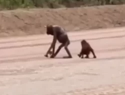 Orangutan Kurus di Area Tambang Dievakuasi BKSDA Kaltim