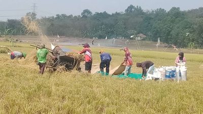 Meski Kemarau, Petani di Kabupaten Bekasi Panen 20 Hektare