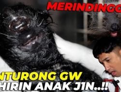 Heboh, Hewan Binturong Irfan Hakim Melahirkan 1 Mata