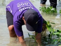 Kurangi Polusi Udara, Sanofi Tanam 1.000 Mangrove di Kepulauan Seribu