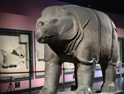 Fosil Badak Berusia 14 Juta Tahun Ditemukan Peneliti China di Asia Timur