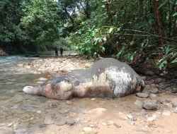 Gajah Mati di Aceh Barat, BKSDA Turunkan Tim Selidiki Penyebabnya