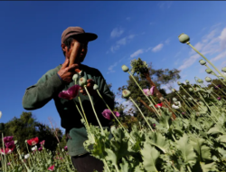 PBB Sorot Myanmar Penghasil Opium Terbesar di Dunia