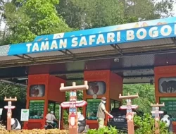 Taman Safari Bogor Meriahkan Nataru 2024, Cek Harga Tiket Promonya!