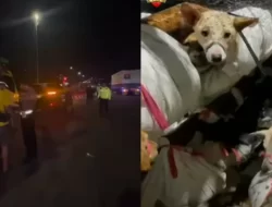 5 Orang Jadi Tersangka Penyelundupan Anjing dari Subang ke Solo