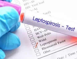 Ini Gejalanya Leptospirosis Dikenal sebagai “Demam Urine Tikus”