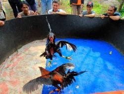 Judi Sabung Ayam di Sidorejo Resahkan Warga, Polres Malang Diminta Tidak Tutup Mata