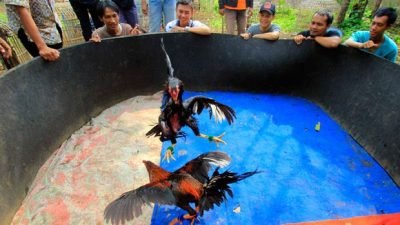 Judi Sabung Ayam di Sidorejo Resahkan Warga, Polres Malang Diminta Tidak Tutup Mata