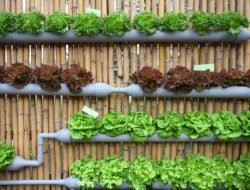 Uswatun Hasanah Sukses Budidaya Sayur Hidroponik