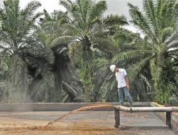 Kemensos dan IPB Luncurkan Kompor dari Limbah Sawit