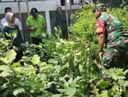 Babinsa Gadingrejo Bersama Dinas Pertanian Bersihkan KRPL