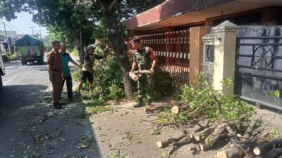 Babinsa Bangil dan Warga Mengevakuasi Pohon Tumbang