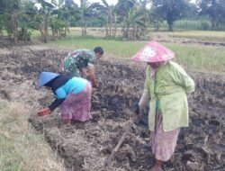 Babinsa Pasrepan Dampingi Petani Penanaman Bibit Jagung